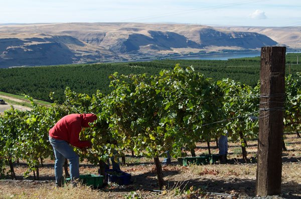 2015 Harvest Viognier Gunkel4 3